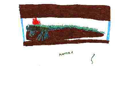 Iguana