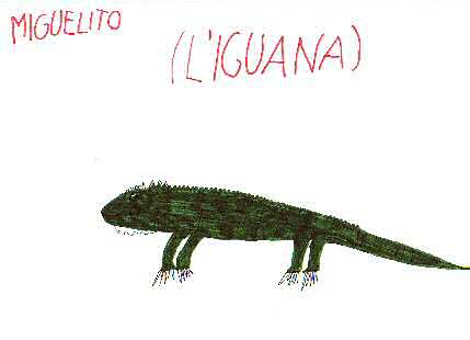 Iguana